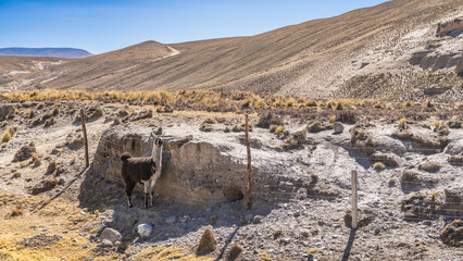 A llama stands in a enclosure by a wire fence. There are tufts of yellowed dry grass on the stony...