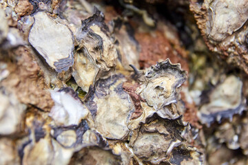 Close-up view of oyster shells on a rocky surface with textured patterns and natural colors.