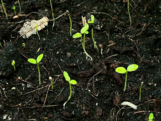 young plant growing in soil