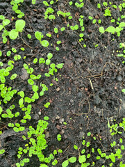 green plant in soil