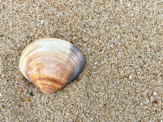 seashell on the beach