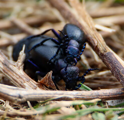 Schwarzblauen Ölkäfer (Meloe proscarabaeus)