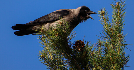 Nebelkr&auml;he (Corvus cornix)