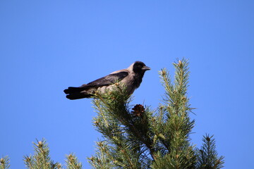 Nebelkr&auml;he (Corvus cornix)