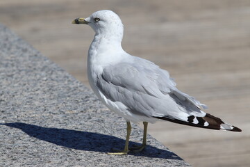 Möwe