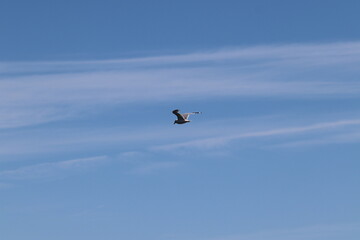 Möwe im Flug