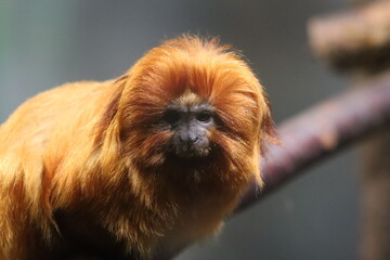Goldenes L&ouml;wen&auml;ffchen (Leontopithecus rosalia)