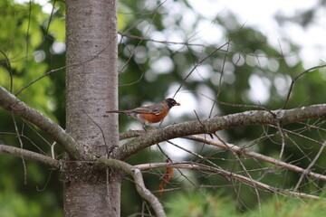 Wanderdrossel (American Robin, Turdus migratorius).