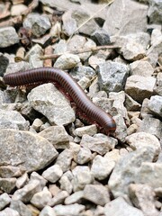 Tausendf&uuml;&szlig;ler