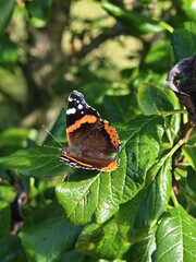 Schmetterling