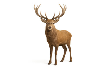 Elegant red deer stag full body studio shot on pristine white seamless with soft shadow wildlife portrait high detail antlers majestic pose