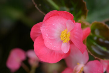 Obraz premium Close-up of a bright pink begonia flower with soft petals and a yellow center, set against lush green leaves in the background.