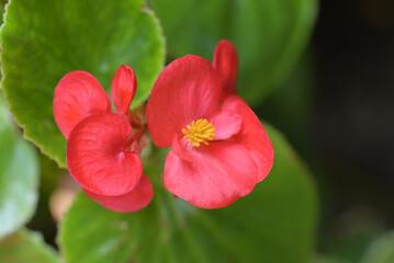 Close-up of a bright red begonia flower with soft petals and a yellow center, set against lush green leaves in the background.