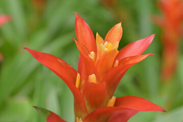 Close-up of a vibrant orange bromeliad flower with pointed petals and a bright yellow center, standing out against a soft green blurred background.