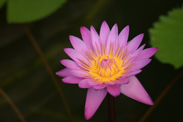 Close-up of a blooming pink water lily with delicate petals and a radiant yellow center, standing out against a soft green blurred background.
