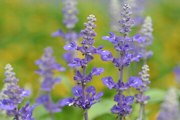 Fototapeta premium A close-up of a vibrant blue salvia flower spike, showcasing its delicate individual blossoms and fuzzy texture, against a softly blurred green and purple background.