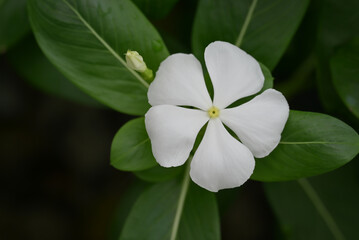 A close-up captures pristine white Madagascar periwinkle flowers with a soft yellow center, set against a dark, lush green leafy background.