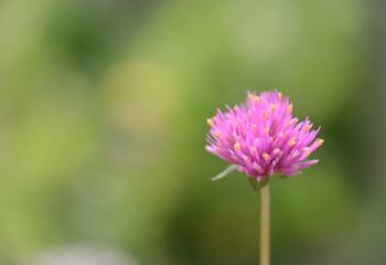 Obraz premium A close-up of a vibrant purple Fireworks Gomphrena flower with tiny yellow tips, standing out against a soft, blurred green background.