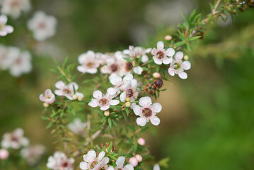 A close-up of delicate pink and white wax flowers blooming on slender green stems, with soft blurred background.