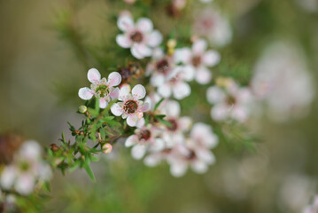 A close-up of delicate pink and white wax flowers blooming on slender green stems, with soft blurred background.