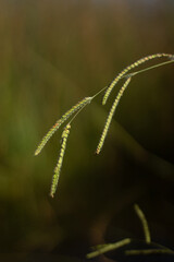 Close-up View of Delicate Grass Blades Swaying Gently in the Breeze at Sunset in a Tranquil Field