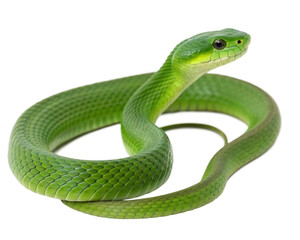 Fototapeta premium green snake on a white background