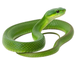 green snake on a white background