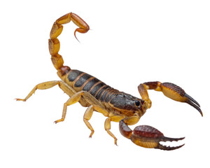 scorpion isolated on white background