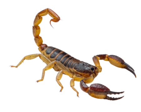 scorpion isolated on white background