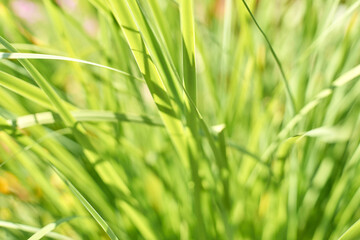 Close-up of lush green grass blades in sunlight with a soft focus background.