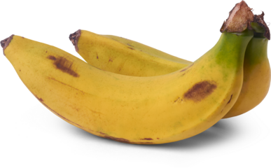 two ripe bananas with yellow peels and brown spots green stem isolated white background, healthy fruit with natural aging process, wholesome eating