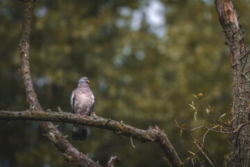 Pigeon, Columba palumbus, perched on a tree branch