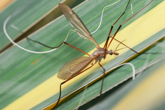 Crane fly on the colorful leaf belongs to dipteran superfamily Tipuloidea.