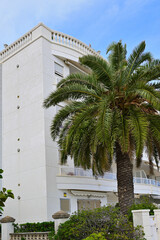 fassade eines hauses und eine palme in coma-ruga, spanien