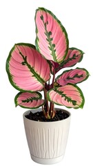 Fototapeta premium Pink Caladium Plant in a Pot