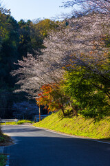日本の風景・秋　愛知県豊田市　小原地区の四季桜と紅葉