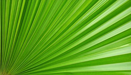 Close-up of vibrant green palm frond (2)