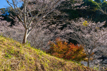 日本の風景・秋　愛知県豊田市　小原地区の四季桜と紅葉