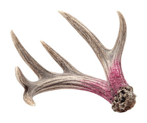 Obraz premium Unique antlers with pink hue nature isolated on transparent background