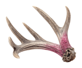 Unique antlers with pink hue nature isolated on transparent background