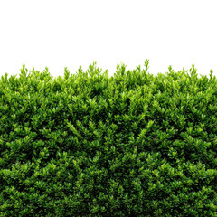 Fototapeta premium Lush green hedge display garden natural light isolated on transparent background