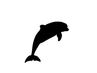 Black dolphin jumping © Monika