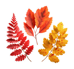 Fototapeta premium Autumn leaves collection nature botanical isolated on transparent background
