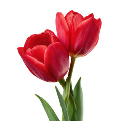 Fototapeta premium Vibrant tulips blooming in a garden nature isolated on transparent background