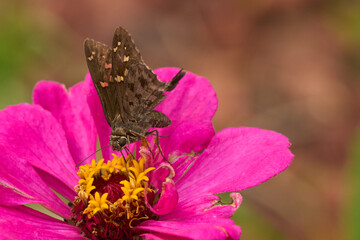A butterfly is sitting on a pink flower. The flower is in full bloom and has a bright yellow center. The butterfly is black and white with a few spots. Mexico, mexico city