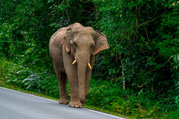 Fototapeta premium Its body is gray, its snout is called the trunk. The trunk of the Asian elephant has only one beak. Nakhon Ratchasima, Thailand.
