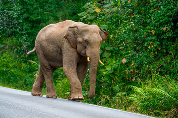 Obraz premium Its body is gray, its snout is called the trunk. The trunk of the Asian elephant has only one beak. Nakhon Ratchasima, Thailand.