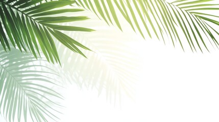 elegant cut-out of tropical palm branch featuring smooth gradient blend from dark to light green on clear layer