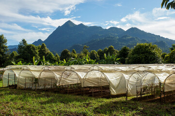 Greenhouses in a scenic mountainous landscape under a beautiful sky. The image showcases rows of...