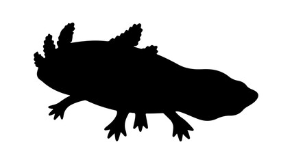Axolotl silhouette with transparent background